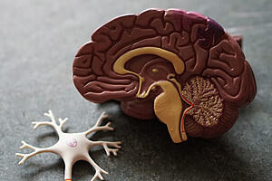 model of a brain split in half