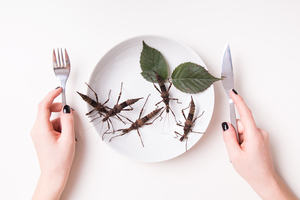 Hands holding a knife and fork about to eat a plate of stick insects 
