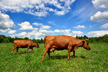 Two brown cows grazing on a field 