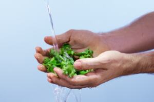 green salad leaves being held in hands whilst water pours onto them from unknown source. White background.
