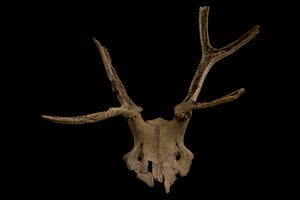 a photo of an old, unearthed deer skull, complete with antlers