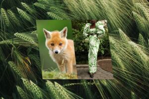 Three images of wheat, a fox cub and a green dress