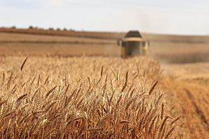 Harvesting a field of wheat