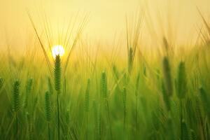 The sun setting behind a close up of heads of Barley plants in a field