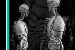 Exploring anatomy: the human abdomen