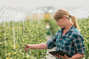A farmer inspects crops in a glasshouse using a tablet and mobile app to provide on site information.