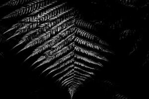 (c) James Ssekejja: Black background with image of silver fern, native to New Zealand. Copyright James Ssekejja