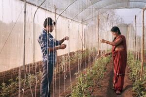 Two people working in a greehouse