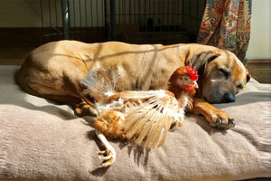 Closeup of a dog protecting an injured hen laying down on the sofa together.