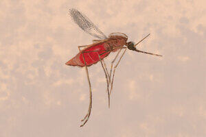 A blood-fed mosquito flying in front of a brown background.