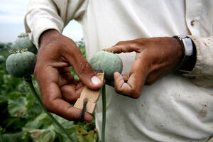 Close-up of farmer's hands harvesting poppy