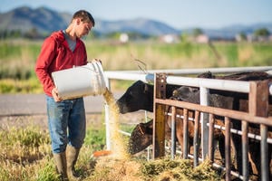 Farmer feeding cows from a bucket with rolling hills in the background